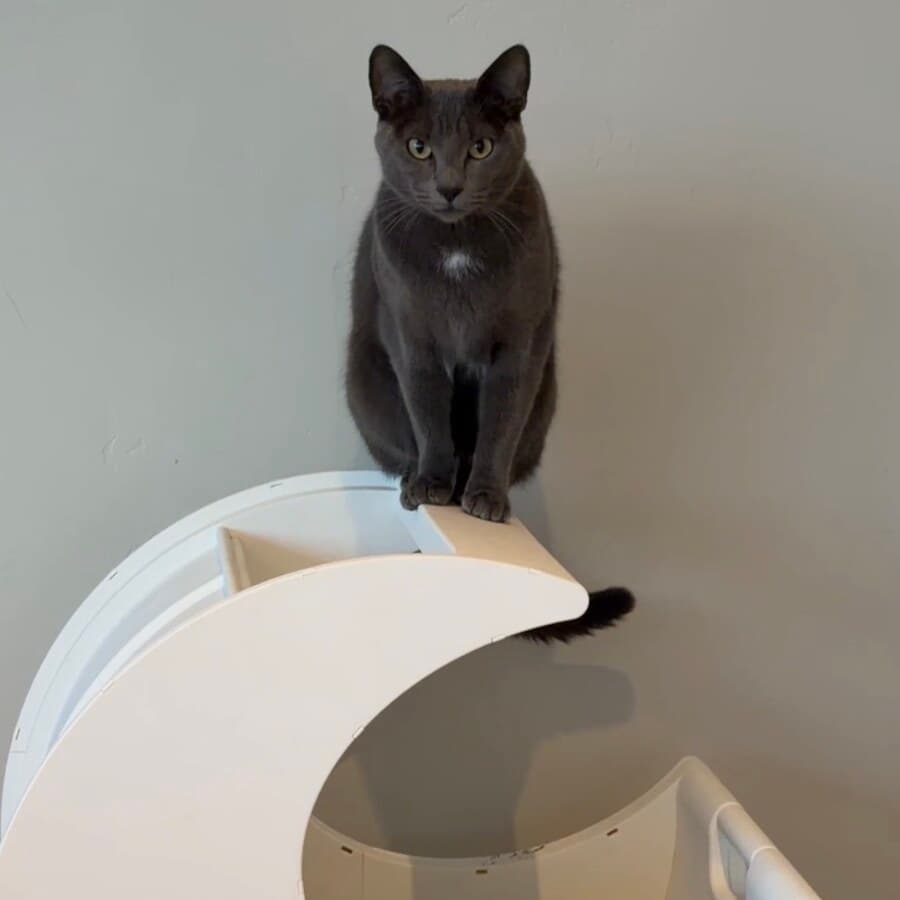 Rosie