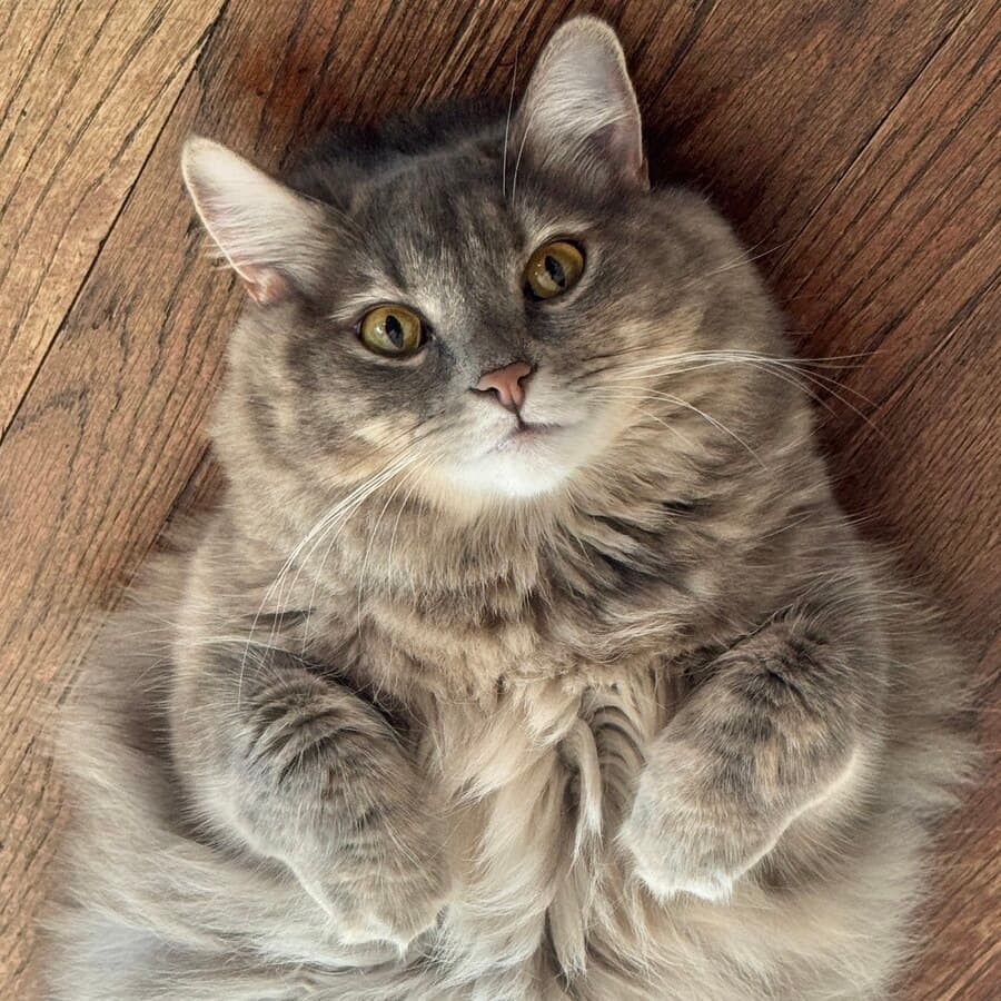 Peaches